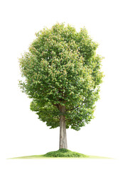 Green tree with green grass on transparent background (PNG File)