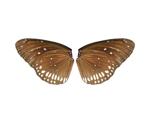 Brown Great Eggfly (Hypolimnas bolina) butterfly isolated on transparent background