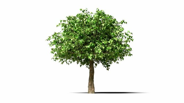 The summer trees are growing, the leaves are fluttering in the wind. Growing trees isolated with alpha matte.3D animation growth grow from small to large, Trees that move in the wind are alpha channel