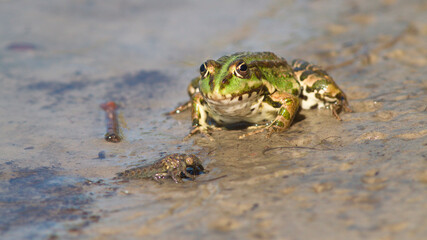 frog on the ground
