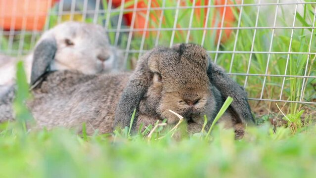 Two rabbits lying on grass in enclosure