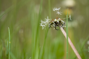 Eine Pusteblume am Morgen in der Wiese