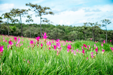 Fototapeta premium Pink Krachiew flowers grow at the Krachiew flower field in Sai Thong National Park, Chaiyaphum province, Thailand
