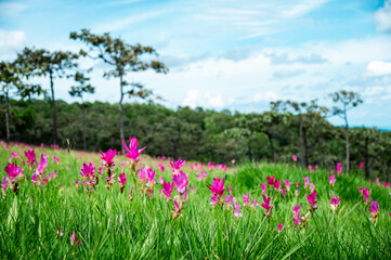 Pink Krachiew flowers grow at the Krachiew flower field in Sai Thong National Park, Chaiyaphum province, Thailand