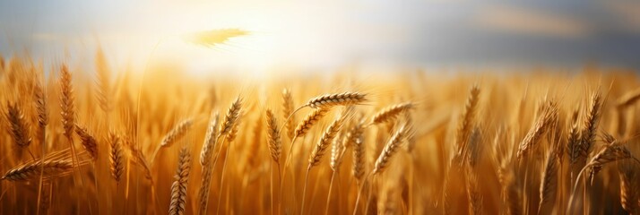 Wheat field. Ears of golden wheat closeup. Harvest concept, Banner, Generative AI