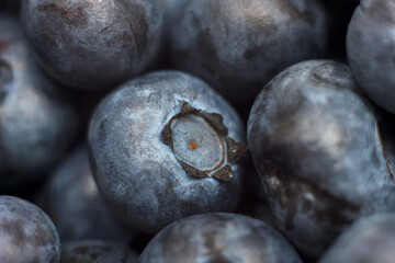 Ripe American blueberrys close-up shot.