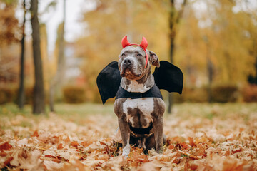 American Bully dog dressed in a costume for the celebration of Halloween. A dog in a vampire bat...