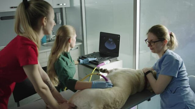 An ultrasound diagnosis of the dog's internal organs is performed in the veterinary office. Caring attitude to every patient of a professional veterinary clinic. High quality 4k footage