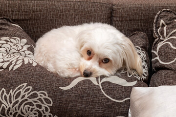 Portrait of purebred maltese white dog