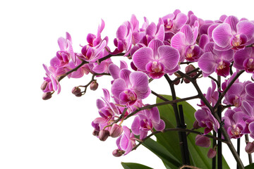 Naklejka na ściany i meble purple orchid isolated on white