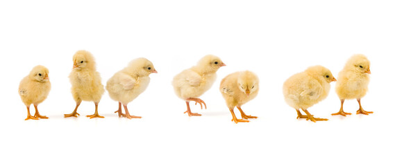 newborn group yellow chicks hatching  isolated on white background © zhikun sun