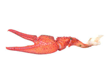 Boiled crayfish claw isolated
