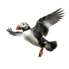 puffin looking isolated on white