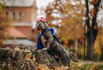 Walk in the park with the dog. A dog in a superhero costume. © sergo321