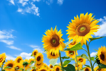 青空に咲くひまわり12