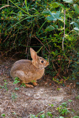 Old world rabbit (Oryctolagus cuniculus) in grass in Piemont