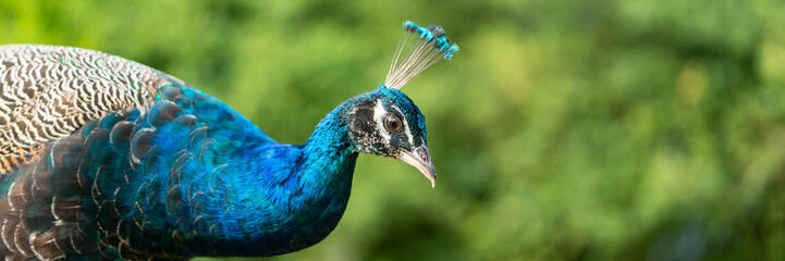 Obraz premium Close-up of an Indian peafowl in nature