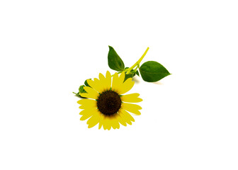 Single stem of fresh cut Texas wild sunflower Maximilian with coarsely hairy stem and leaves isolated on white background, yellow ray around brown disk flowers maroon disc florets
