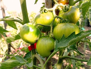 A bunch of green tomatoes ripens in the home garden. Delicious fresh tomatoes.