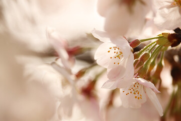 桜の花