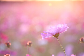 pink cosmos flowers