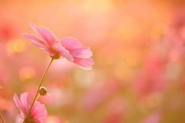 夕景のコスモス