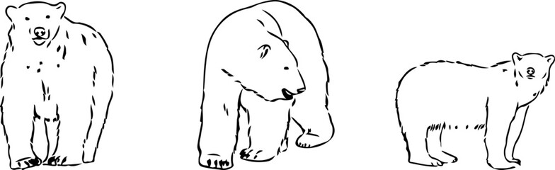 hand drawn illustration of the bear