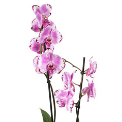 pink orchid isolated on white