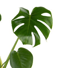 monstera leaf