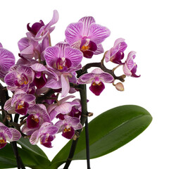 striped mini purple orchid