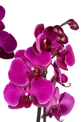 Fototapeta premium pink orchid isolated on white