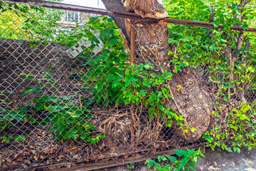 Mesh fencing of an abandoned land plot on a summer day
