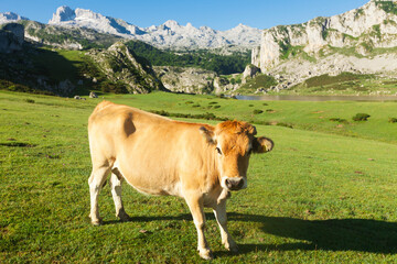 Fototapeta na wymiar mountain cow sits on a lawn in a national park