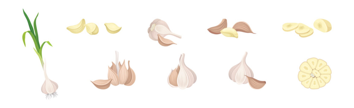 Garlic as Aromatic Healthy Condiment for Food Preparation Vector Set