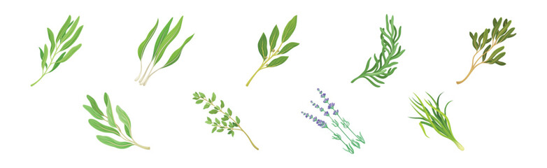 Kitchen Herbs or Potherbs as Spice and Condiment Vector Set