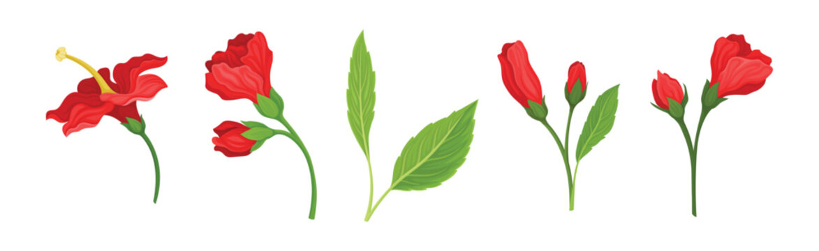 Tropical Red Hibiscus Flower with Green Leaf and Stem Vector Set
