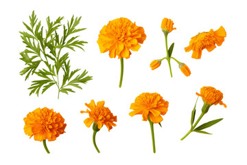 Orange flowers , buds and leaves isolated on transparent background cutout PNG , ai generative