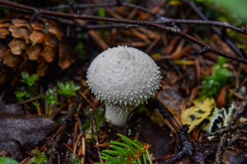 Lycoperdon perlatum, popularly known as the common puffball