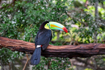 toucan on a branch