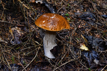 Beautiful boletus in the forest