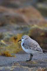 Sleepy Bird