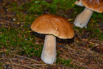 Beautiful boletus in the forest