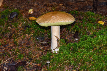 Beautiful boletus in the forest