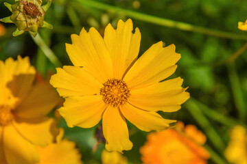 A yellow flower in the home garden