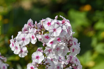 The name is derived from the Ancient Greek word phlox meaning flame in reference to the intense flower colors of some varieties