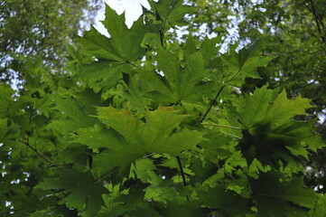 Obraz premium leaves, tree, nature, leaf, plant, spring, summer, branch, forest, oak, maple, foliage, bright, sun, light, color, sky, green, growth, season, garden, park, wind, fresh, plants