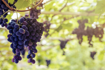 Grape Vine in Vineyard. Dark Blue Grapes Harvest. Purple Grape Bunch Growing for Wine.