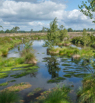 Moorlandschaft im Pietzmoor in Schneverdingen