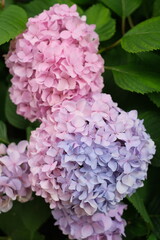 pink hydrangea flowers