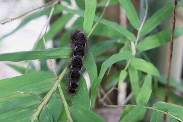 black caterpillar on green leaves